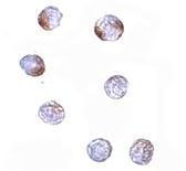 Anti-KLHL15 antibody used in ICC/IF. GTX85275