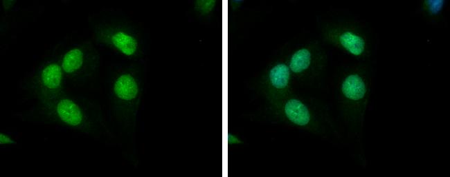 Anti-KLHL26 antibody used in ICC/IF. GTX120878