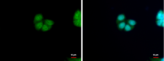 Anti-HRSP12 antibody used in ICC/IF. GTX119107