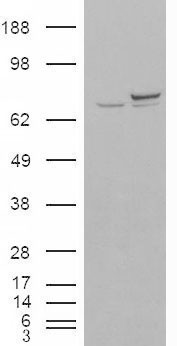 Anti-Ku70 antibody, N-term used in Western blot. GTX89026