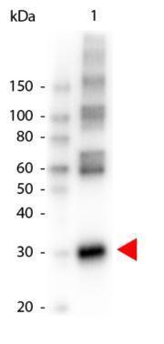 Anti-L-Asparaginase antibody (HRP) used in Western blot. GTX48782