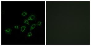 Anti-LILRA1 antibody used in ICC/IF. GTX87961