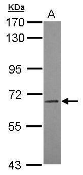 Anti-LILRB3 antibody [N1C1] used in Western blot. GTX119342
