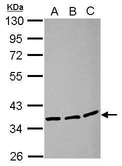 Anti-LRRC59 antibody used in Western blot. GTX122902