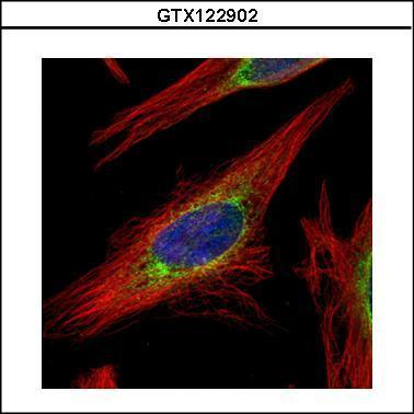 Anti-LRRC59 antibody used in ICC/IF. GTX122902
