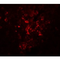 Anti-LZTR2 antibody used in ICC/IF. GTX85204
