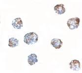 Anti-MATN3 antibody used in ICC/IF. GTX85286