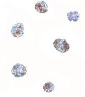 Anti-MATN3 antibody used in ICC/IF. GTX85288
