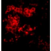 Anti-MD-2 antibody used in ICC/IF. GTX85517