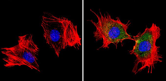 Anti-MDC1 antibody used in ICC/IF. GTX79240
