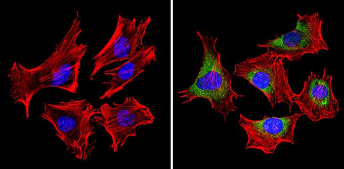 Anti-MDC1 antibody used in ICC/IF. GTX79240