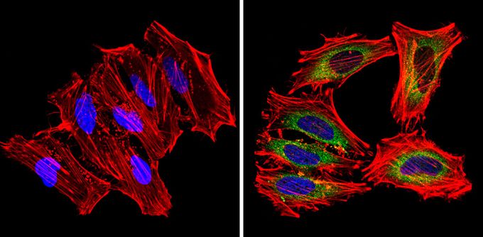Anti-MDC1 antibody used in ICC/IF. GTX79240