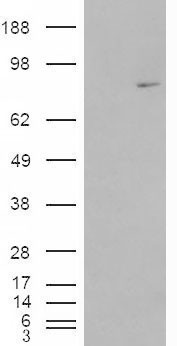 Anti-MEPCE antibody, Internal used in Western blot. GTX88885