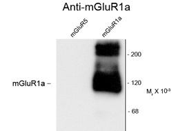 Anti-Metabotropic Glutamate Receptor 1a antibody used in Western blot. GTX82654