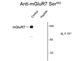 Anti-Metabotropic Glutamate Receptor 7 (phospho Ser862) antibody used in Western blot. GTX82651