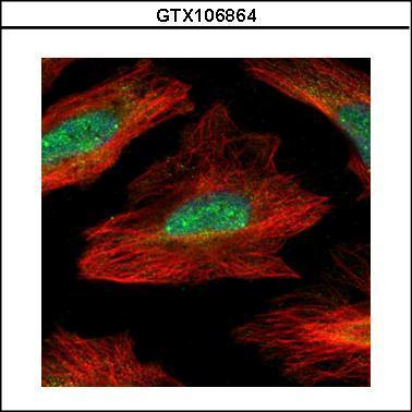 Anti-MID1IP1 antibody used in ICC/IF. GTX106864