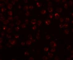 Anti-Mimitin antibody used in ICC/IF. GTX85237