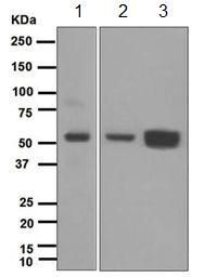 Anti-MPP1 antibody [EPR5865] used in Western blot. GTX63176