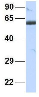 Anti-BTNL3 antibody, N-term used in Western blot. GTX46404