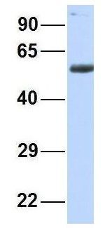 Anti-BTNL3 antibody, N-term used in Western blot. GTX46404