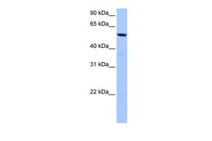 Anti-C18orf54 antibody, Internal used in Western blot. GTX45571