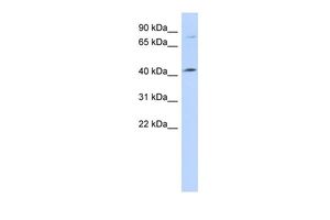 Anti-C1ORF177 antibody, Internal used in Western blot. GTX45637