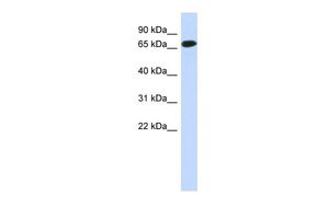Anti-C1ORF65 antibody, N-term used in Western blot. GTX45635