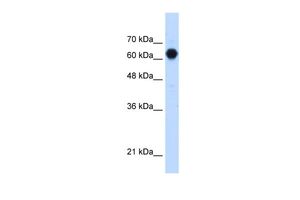 Anti-C3ORF39 antibody, Internal used in Western blot. GTX46151