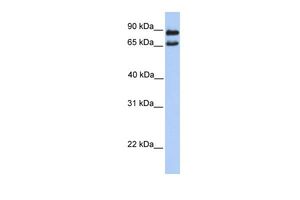 Anti-C9ORF117 antibody, N-term used in Western blot. GTX45427