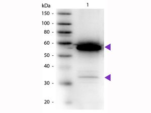 Anti-alpha Amylase antibody (HRP) used in Western blot. GTX40567