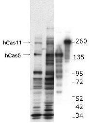 Anti-Casz1 antibody used in Western blot. GTX48704