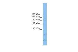 Anti-CLSTN3 antibody, N-term used in Western blot. GTX46369