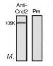 Anti-Cnd2 (S. pombe) antibody used in Western blot. GTX64102
