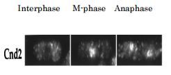 Anti-Cnd2 (S. pombe) antibody used in Immunocytochemistry/ Immunofluorescence. GTX64102