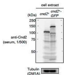 Anti-Cnd2 (S. pombe) antibody used in Western blot. GTX64102