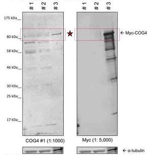 Anti-COG4 antibody, Internal used in Western blot. GTX45311