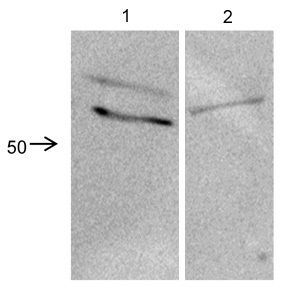 Anti-CRISPLD2 antibody, N-term used in Western blot. GTX45942