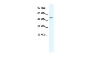 Anti-CX40.1 antibody, C-term used in Western blot. GTX47476