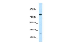 Anti-DCST1 antibody, C-term used in Western blot. GTX46888