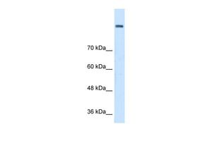Anti-AOC2 antibody, Internal used in Western blot. GTX46579
