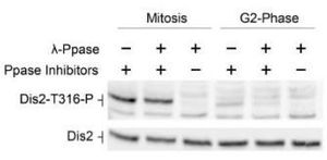 Anti-Dis2 (phospho Thr316) (S. pombe) antibody used in Western blot. GTX64105