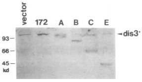 Anti-Dis3 (S. pombe) antibody used in Western blot. GTX64107