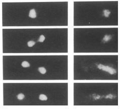 Anti-Dis3 (S. pombe) antibody used in Immunocytochemistry/ Immunofluorescence. GTX64107