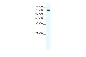 Anti-Dishevelled 1 antibody, C-term used in Western blot. GTX47783