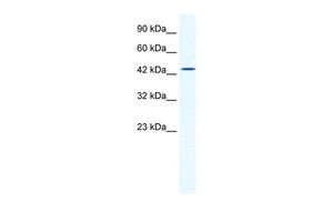 Anti-DMRTB1 antibody, Internal used in Western blot. GTX48963