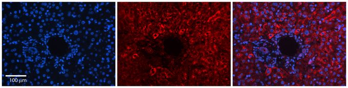 Anti-DNAJB12 antibody, Internal used in IHC (Formalin-fixed paraffin-embedded sections). GTX46726