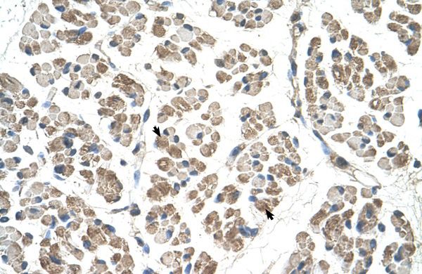 Anti-EGFL8 antibody, C-term used in IHC (Formalin-fixed paraffin-embedded sections). GTX46979