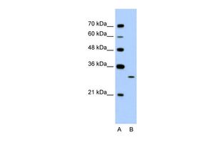 Anti-EGFL8 antibody, C-term used in Western blot. GTX46979