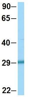 Anti-EGFL8 antibody, C-term used in Western blot. GTX46979