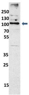 Anti-EXOC6 antibody, N-term used in Western blot. GTX44929